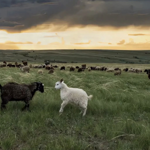 日韩视频免费一区三区
