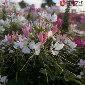 日韩视频免费一区三区
